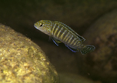 Labidochromis maculicauda 'Nkhata Bay'